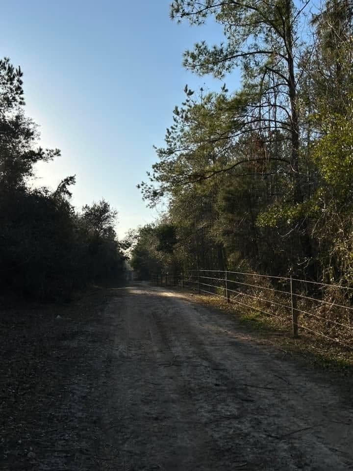 Dirt road lined with trees under a clear sky, inviting nature path for walking or biking.